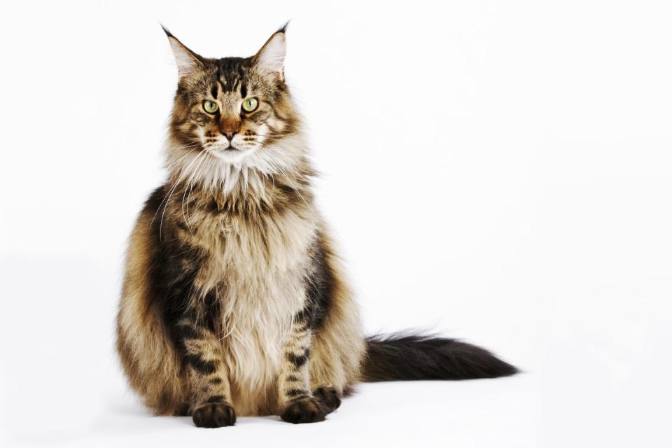 longhaired maine coon cat in brown and black with white neck and chest and belly sitting up looking at the camera