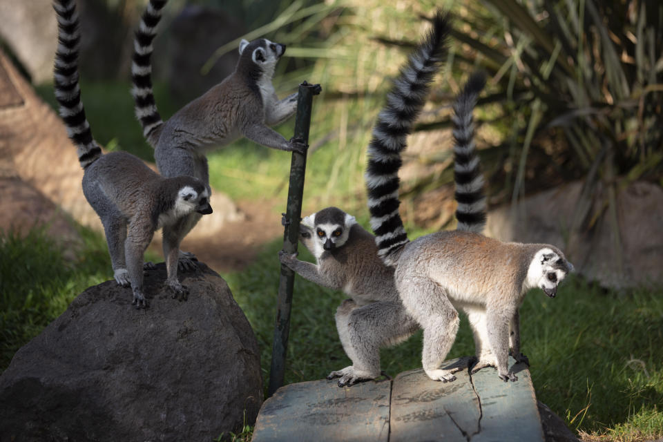 Lemures reunidos a la hora de comer en el Zoo de La Aurora, cerrado por las medidas para contener el nuevo coronavirus, en Ciudad de Guatemala, el martes 31 de marzo de 2020. (AP Foto/Moisés Castillo)