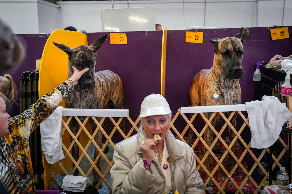 Two great Danes sit in the benching area