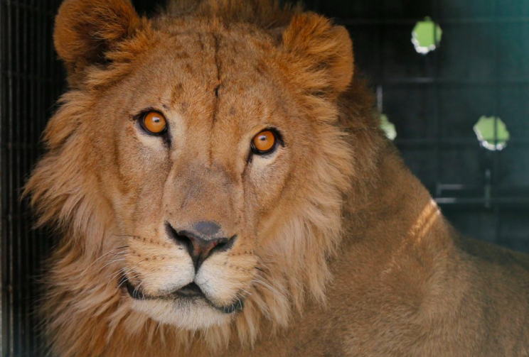 The lion is now looking healthier after being rescued from the war-battered zoo (Reuters)
