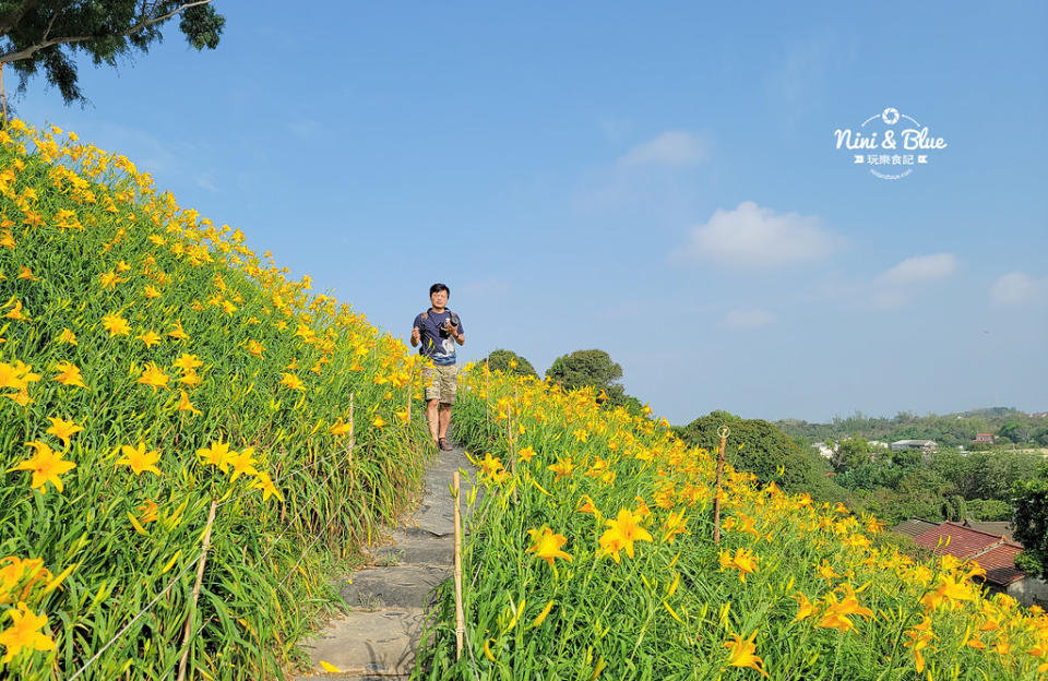 彰化花壇｜虎山巖 金針花