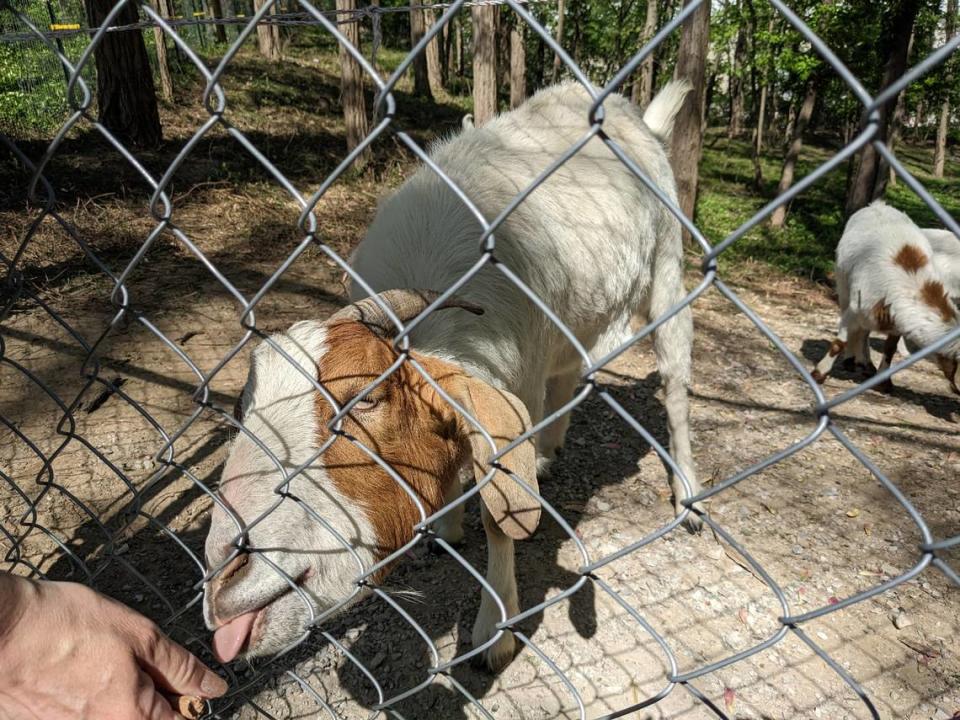 Nugget is one of the four goats that live at Hostas on the Bluff in Fairview Heights. Jennifer Green/jgreen@bnd.com