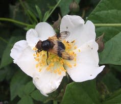 <span class="caption">A drone fly pollinating a dog rose.</span> <span class="attribution"><span class="source">P. Donkersley</span></span>