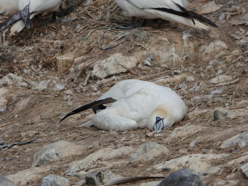 A dying gannet on Grassholm, Pembrokeshire. Highly pathogenic avian influenza was first recorded on the island – the world’s third largest gannetry – this week (RSPB)