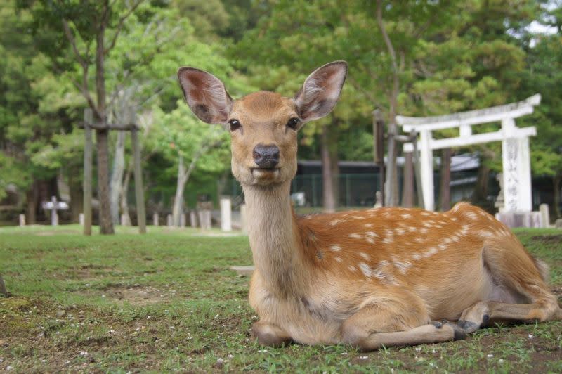 ▲奈良看鹿幾乎是不少人去日本必排的行程之一，不過近日卻有台灣網友到當地旅遊時，被鹿隻咬傷的消息。（圖／取自pixabay）