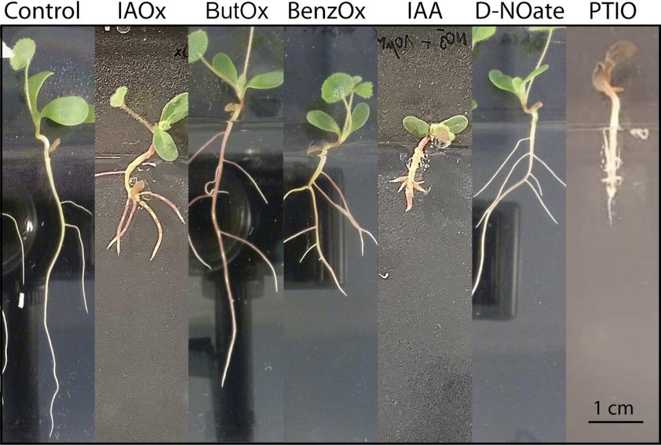 Cambios en las raíces de la planta <em>Medicago truncatula</em>. Imágenes ejemplo de las raíces de <em>M. truncatula</em> crecidas 8 días bajo los efectos de Indol-3-acetaldoxima (IAOx), 2-metil butanaldoxima (ButOx), benzaldoxima (BenzOx) e Indol-3-acetaldehido (IAA). El donador de óxido nítrico Deta-NONOato (D-NOate) y el secuestrador de NO PTIO fueron utilizados como controles positivo y negativo, respectivamente. Se observa que las oximas y el control positivo aumentan el número de raíces laterales, mientras que el IAA y el secuestrador de óxido nítrico reducen el número de raíces laterales respecto al control. <a href="https://www.cell.com/molecular-plant/abstract/S1674-2052(23)00403-3" rel="nofollow noopener" target="_blank" data-ylk="slk:López-Gómez et al., 2024;elm:context_link;itc:0;sec:content-canvas" class="link ">López-Gómez et al., 2024</a>