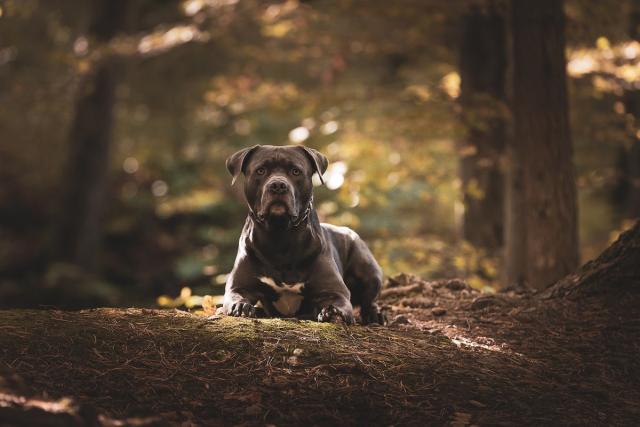 Fila Brasileiro Dog Portrait, Autumn Scene Stock Photo - Image of