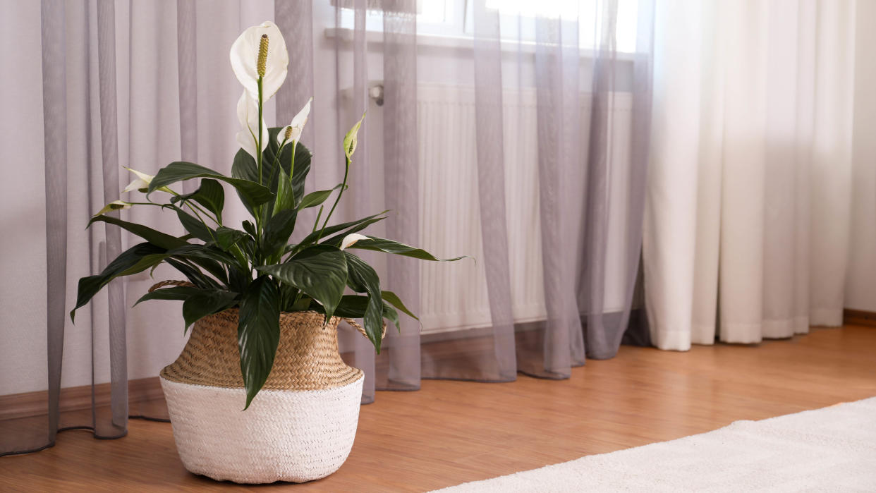  A peace lily in a wicker basket on a floor next to curtains  