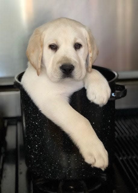 This is Gunner, in addition to chasing balls at the park he works "pot" time at home in Eastern Massachusetts.