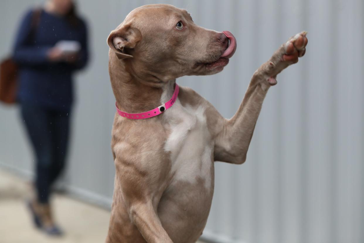 Peony, a 7-month-old female, who is a part of a weekly foster care program at the Memphis Animal Services on November, 14, 2018. The dog foster program aims to find temporary placement for dogs selected each week that are in the at-risk population of the shelter.