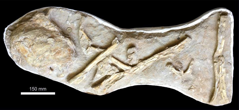 The original slab, as purchased, with the coelacanth ossified lung in close proximity to a series of associated, but disarticulated wing elements of a large, but indeterminate pterosaur (University of Portsmouth/PA)