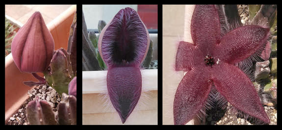 <i>Stapelia grandiflora</i> is remarkable to watch. Its bud forms like an inverted hot-air balloon about 5 inches in length. When ready, one petal drops down, as if opening the hatch. The other ones follow, creating a fleshy, burgundy and hairy