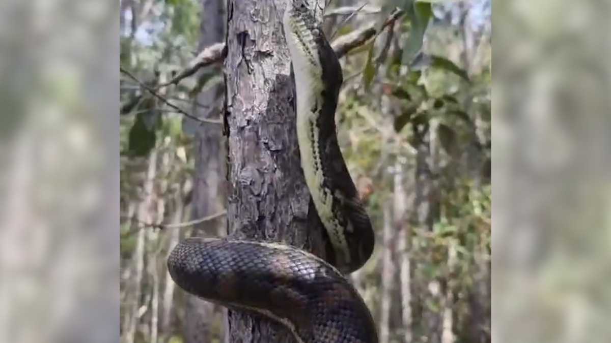 snake-catcher-delighted-by-python-s-incredible-climbing-technique