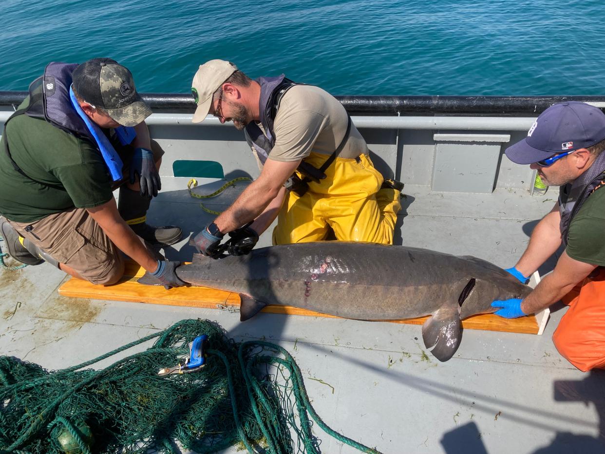 Members of the Michigan Department of Natural Resources examine a lake sturgeon.