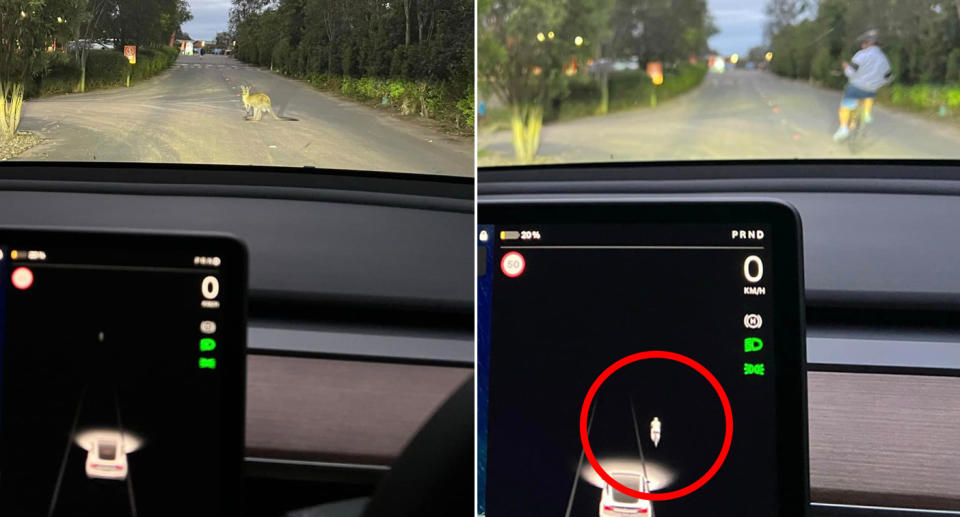 A kangaroo on the road (left) with a cyclist on the road (right). 