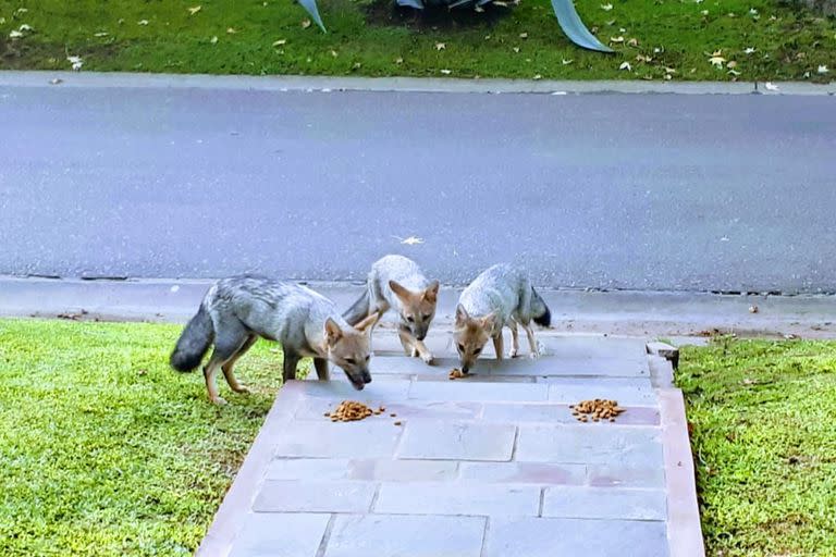 Algunos vecinos les comparten la comida de sus gatos o perros