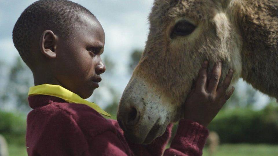 Un niño con un burro