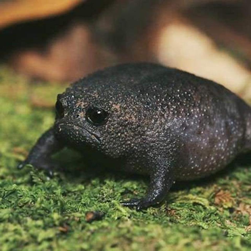 Se caracteriza también por su color negro intenso y por los gránulos espaciados en su piel. Tiene forma redondeada y extremidades pequeñas. (Foto: Instagram / <a href="http://www.instagram.com/p/CAgd9ySAF7K/" rel="nofollow noopener" target="_blank" data-ylk="slk:@22sect;elm:context_link;itc:0;sec:content-canvas" class="link ">@22sect</a>).