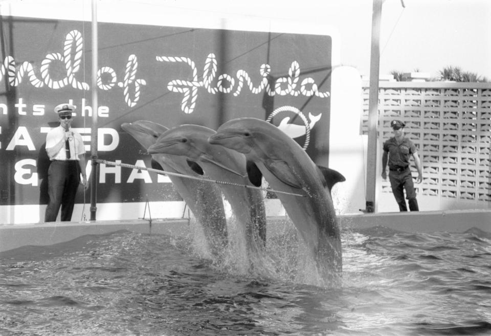 Dolphin performance Marineland Florida