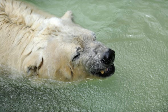 ARGENTINA-CANADA-ANIMALS-POLAR BEAR-ZOO