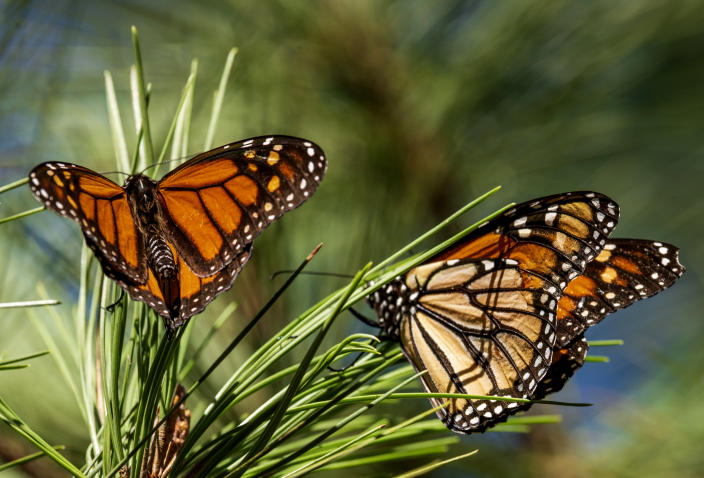 FILE - Butterflies land on branches at Monarch Grove Sanctuary in Pacific Grove, Calif., on Nov. 10, 2021. Researchers announced Tuesday, Jan. 31, 2023, that the population of western monarch butterflies wintering along the California coast has rebounded for a second year in a row after a precipitous drop in 2020, but the population of orange-and-black insects is still well below what it used to be. (AP Photo/Nic Coury, File)