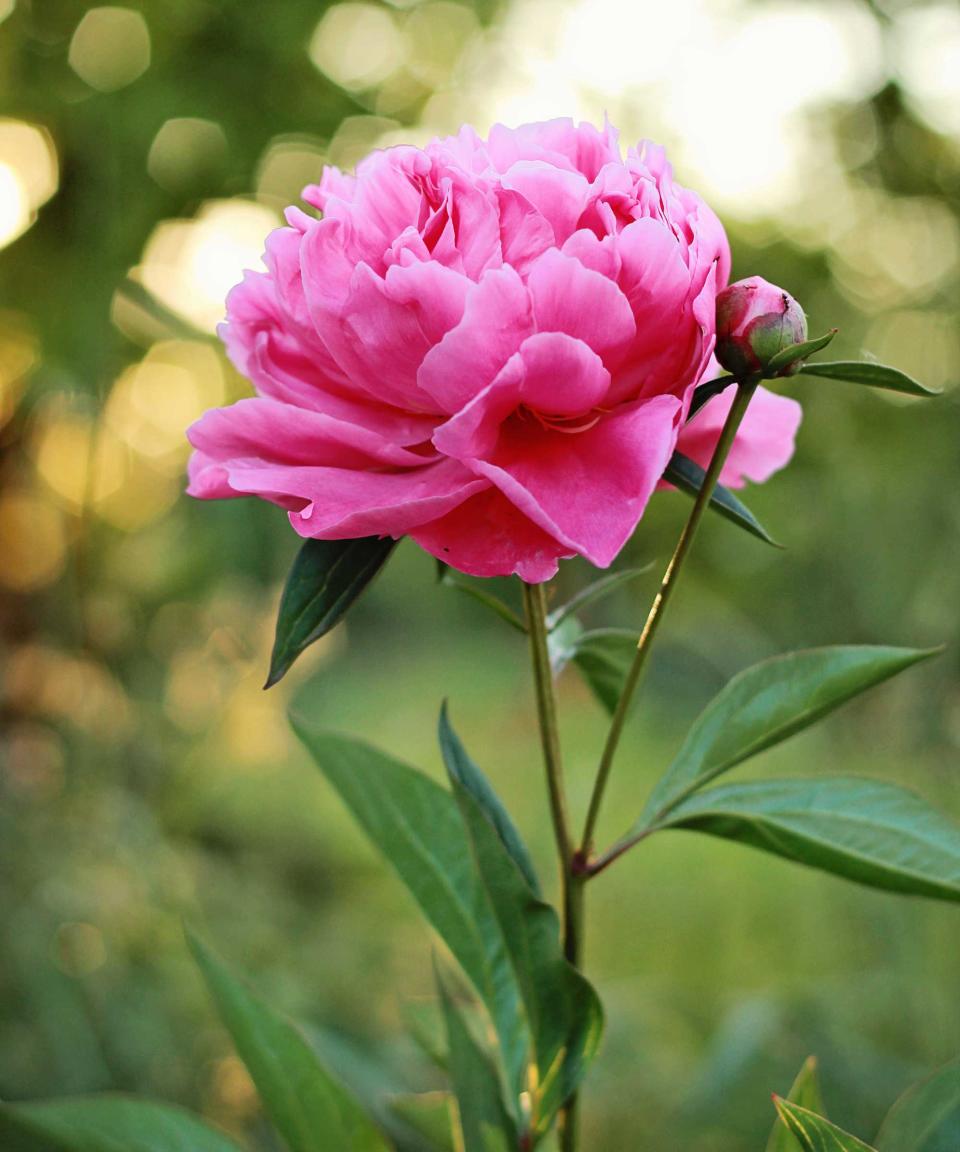 pink peony