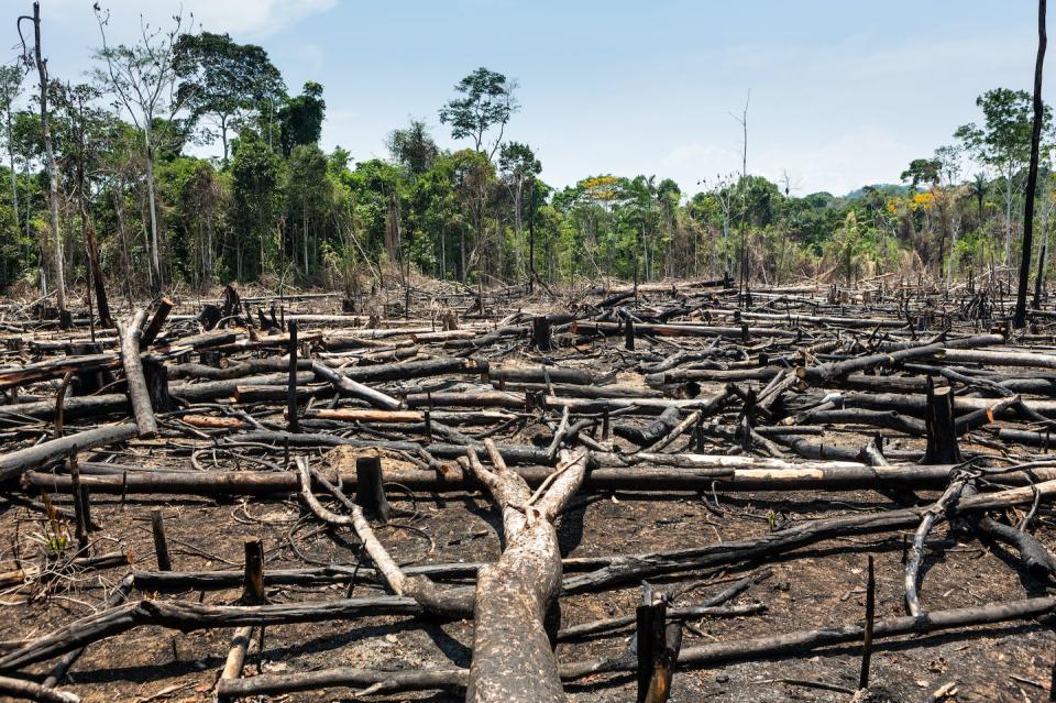 Deforestación en la Amazonía. <a href="https://www.shutterstock.com/es/image-photo/trees-cut-burned-transformed-into-charcoal-1566903007" rel="nofollow noopener" target="_blank" data-ylk="slk:Shutterstock / PARALAXIS" class="link ">Shutterstock / PARALAXIS</a>