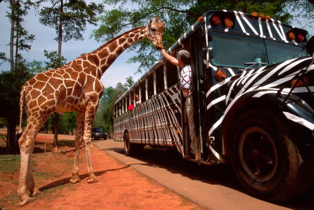 A person is seen feeding a giraffe at the Wild Animal Safari in Pine Mountain, Georgia.