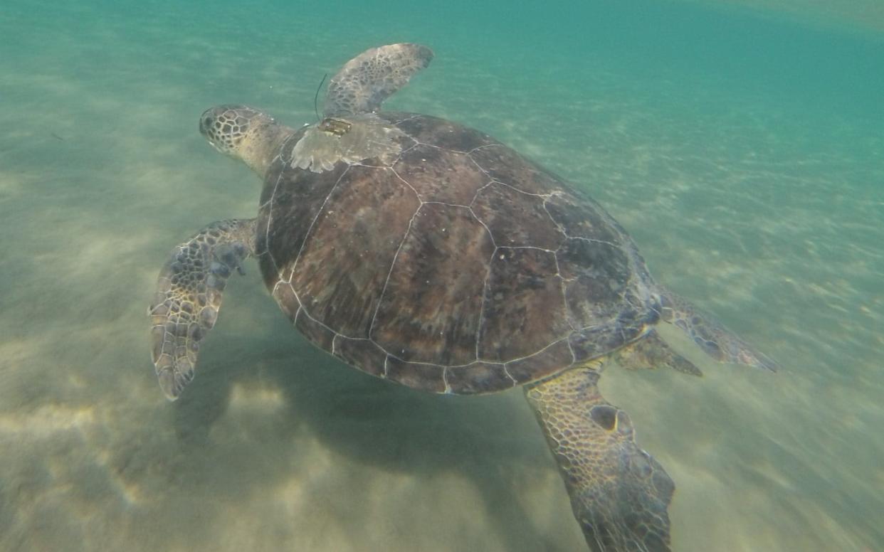 Turtles are fooled by plastic that resembles food - PA