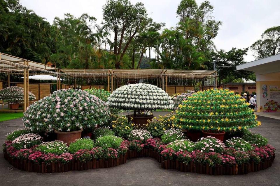 士林官邸菊展每年不可錯過的嬌客大立菊。   圖：台北市政府工務局公園路燈工程管理處/提供