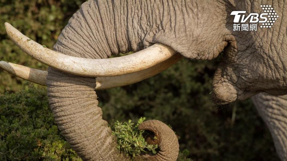 十多年來莫三比克有9成大象遭獵人射殺。（示意圖／shutterstock 達志影像）