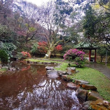 陽明公園內有超過8萬株的杜鵑花，花朵色彩繽紛，漫步在花叢中彷彿置身一片繽紛花海。   圖：取自台北市政府工務局公園處官網