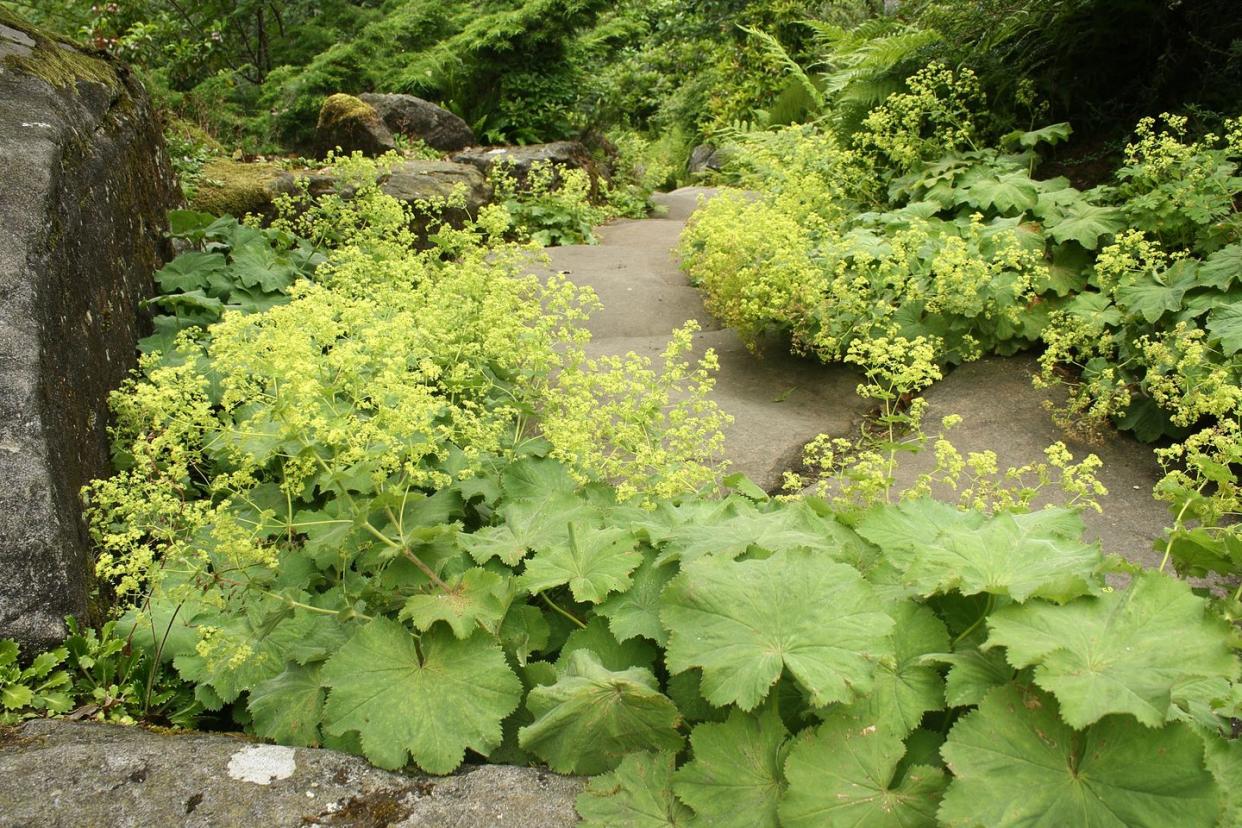 alchemilla vulgaris growing in rock garden