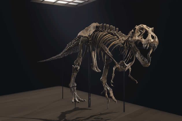 <p>Le squelette de Stan le T-Rex, vieux de 67 millions d'années, est à vendre à New York par la maison Christie's et pourrait partir à plus de 6 millions de dollars.</p>