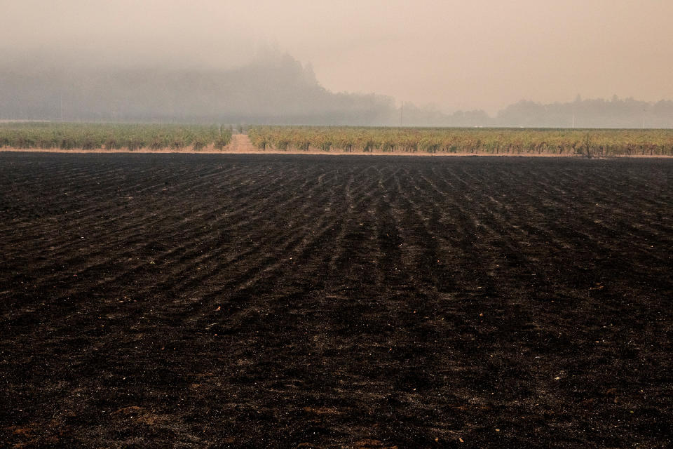 Ground scorched by the Glass Fire leads to an untouched vineyard along Silverado Trail in Calistoga, Calif., on Sept. 29, 2020.<span class="copyright">Jessica Christian—The San Francisco Chronicle/Getty Images</span>