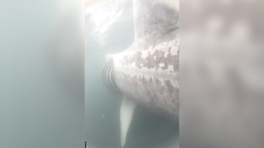 A basking shark is seen shortly after it was tagged. (Photo courtesy: Big Fish Lab, Oregon State University)