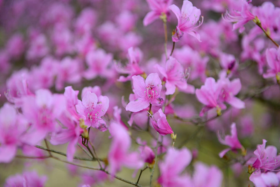 日本杜鵑花（Photo by Frédéric Soltan/Corbis, Image Source : Getty Editorial）