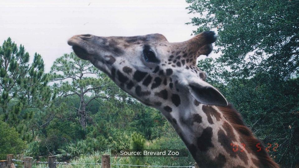 Brevard Zoo’s Rafiki the giraffe is celebrating his 25th birthday on Wednesday.