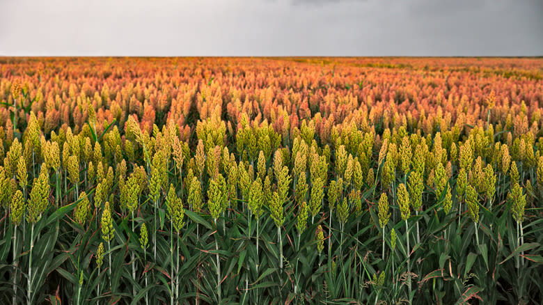 field of sorghum plants