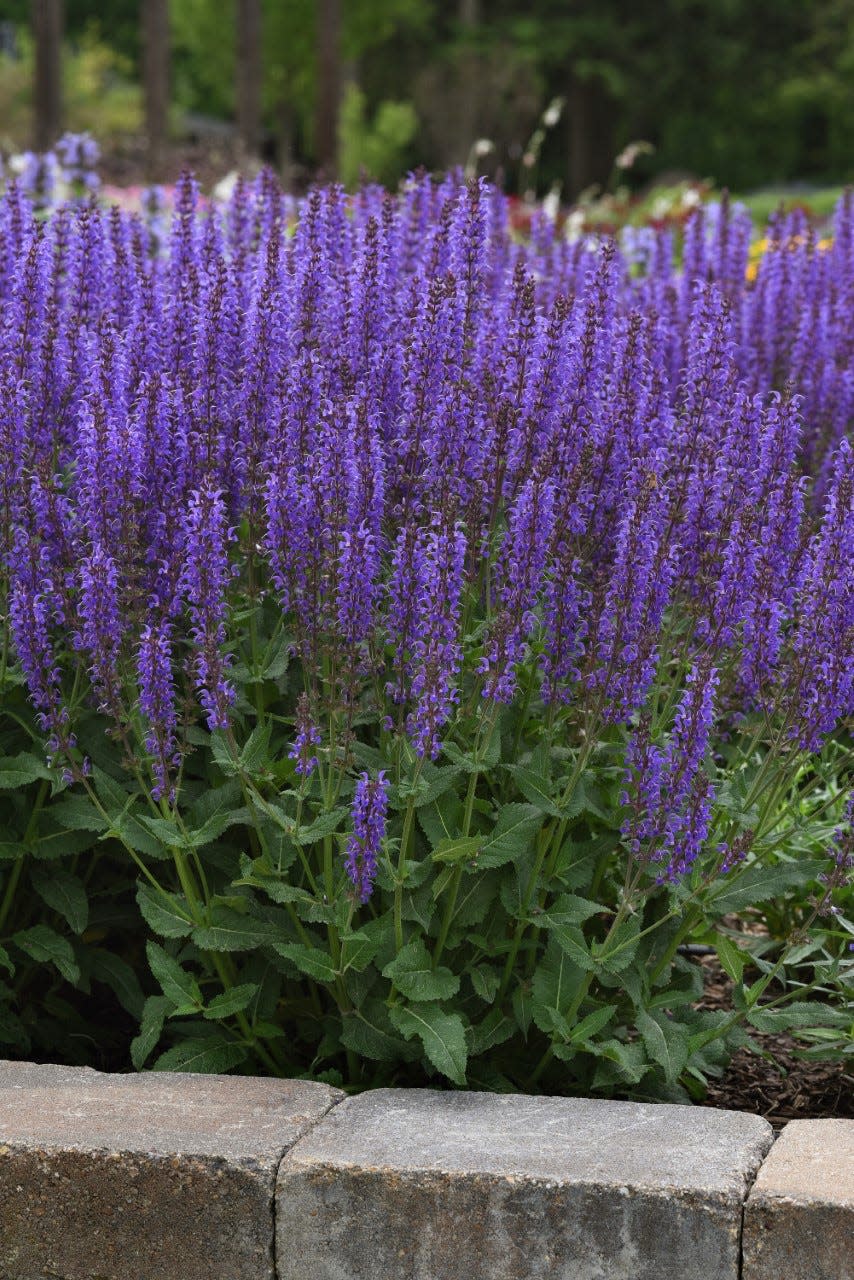 Salvia Blue by You is heat-tolerant and deer-resistant.