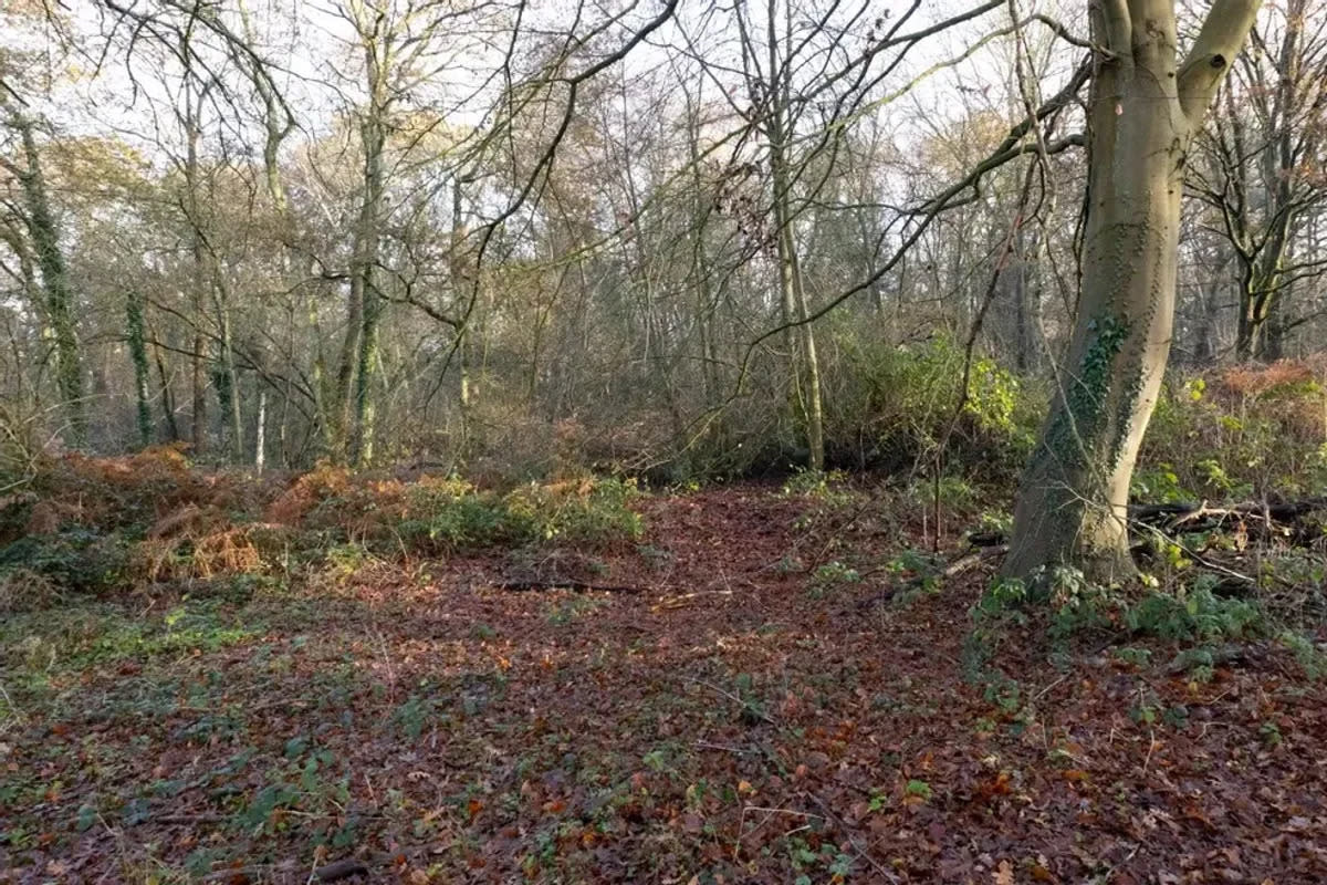 Prospective buyers may be more interested in the Surrey woodland (Strettons)