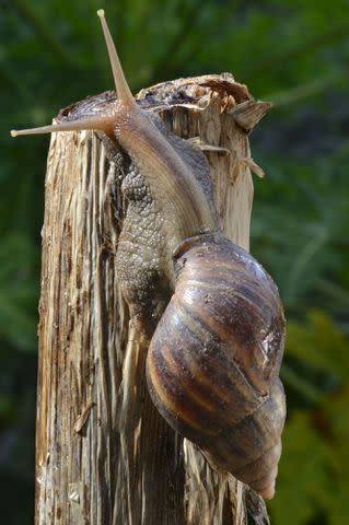 <p>FLPA/Shutterstock</p> A giant African land snail moving up piece of wood