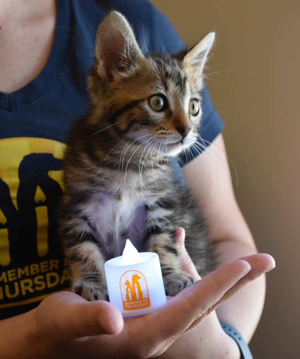 A kitten poses next to a candle. (Courtesy of Helen Woodward Animal Center)