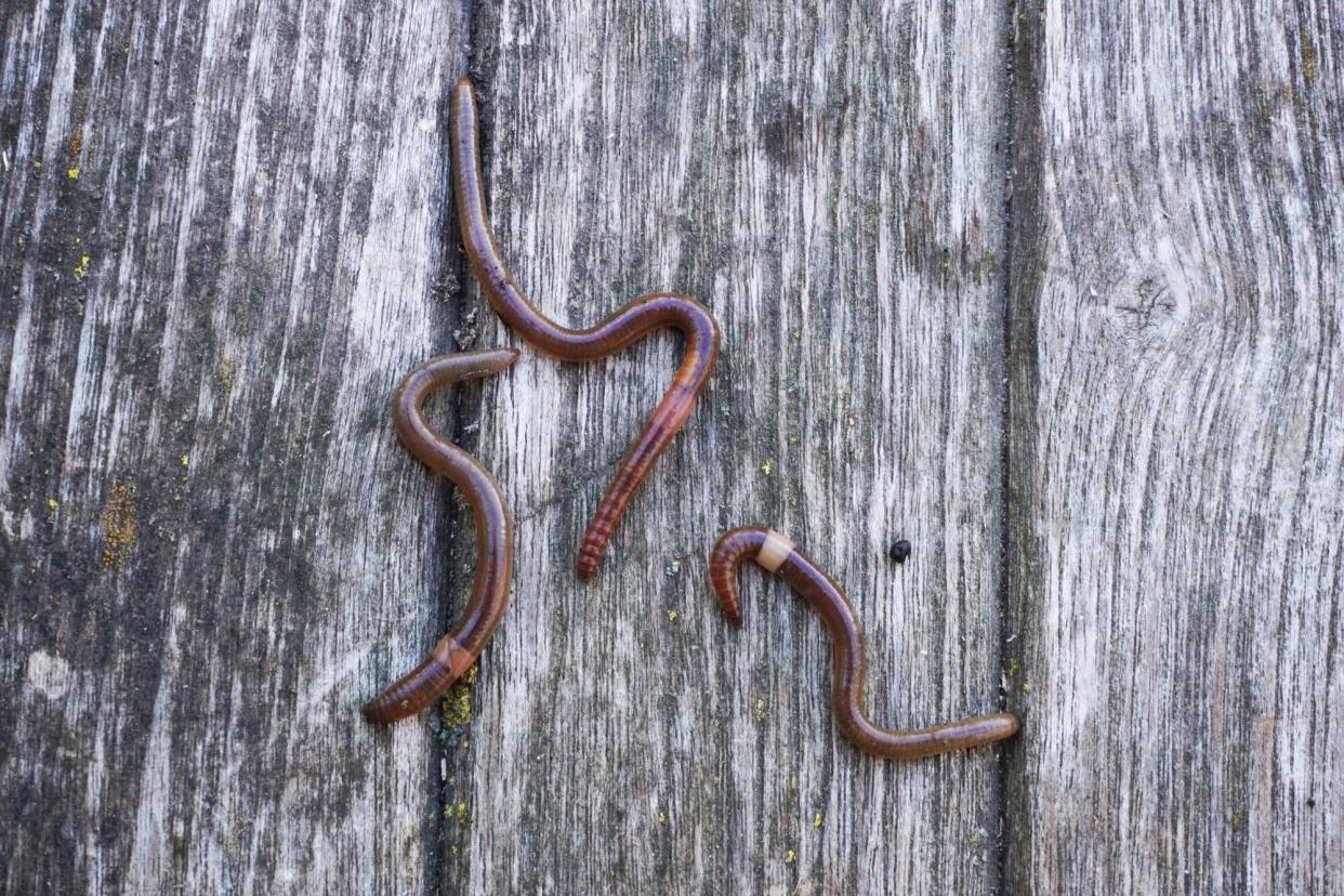 Asian Jumping Worms