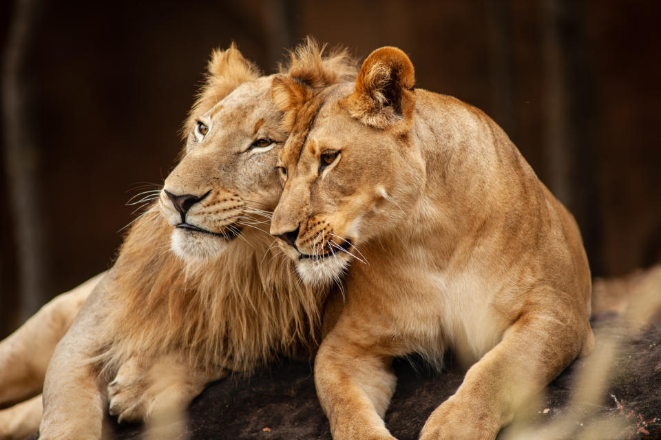 Male and Female Lions lying down together on the ground