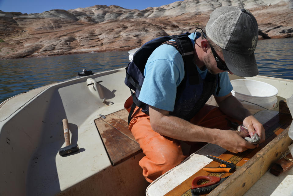 Utah State University lab technician Justin Furby removes the stomach of a smallmouth bass on Tuesday, June 7, 2022, in Page, Ariz. The Colorado River's declining levels poses a new risk for the humpback chub. Smallmouth bass feast on humpback chub in the river's upper section, where agencies spend millions of dollars annually to keep the intruders in check. As Lake Powell levels drop, those predators could soon pass through Glen Canyon Dam in significant numbers and prey on native fish downstream. (AP Photo/Brittany Peterson)