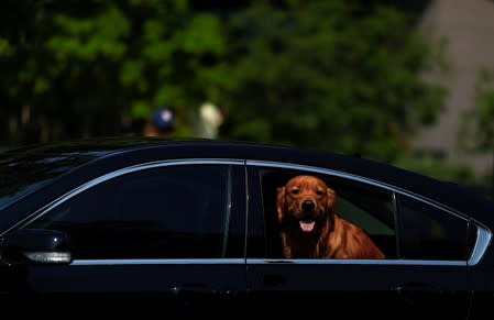 A dog is seen in a car during a heat wave in Washington