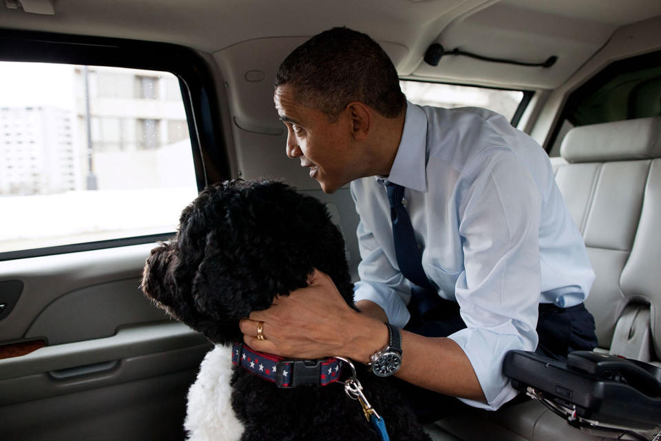 <p>“The President and Bo, the Obama family dog, ride in the presidential motorcade en route to PetSmart in Alexandria, Va. on December 21, 2011. The President bought Bo some Christmas gifts at the pet store then walked nearby to Best Buy to purchase gifts for his daughters. (Pete Souza/The White House) </p>