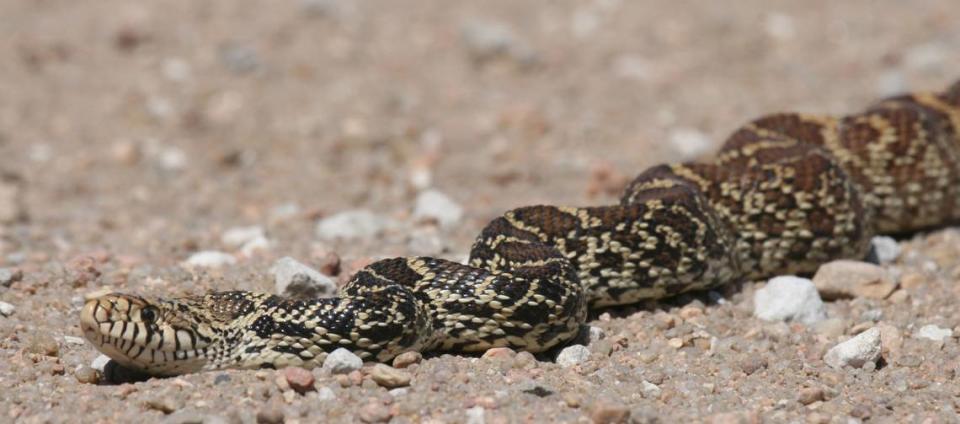 The GPS Ranger tours of Cheyenne Bottoms includes information on the area’s reptiles, like this bull snake found crawling along a dike road. (File Photo)