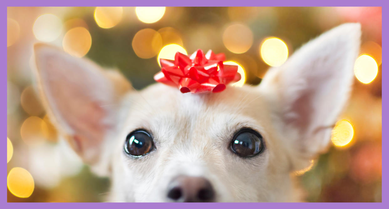 To help you make pet gift-giving a successful and memorable experience this Christmas, we have put together some advice with help from experts in the pet industry. (Photo: Getty Images)